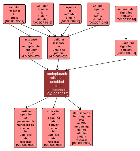 GO:0030968 - endoplasmic reticulum unfolded protein response (interactive image map)