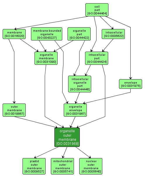 GO:0031968 - organelle outer membrane (interactive image map)