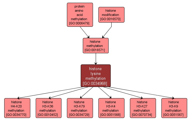 GO:0034968 - histone lysine methylation (interactive image map)