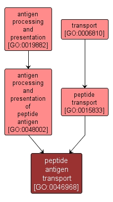 GO:0046968 - peptide antigen transport (interactive image map)