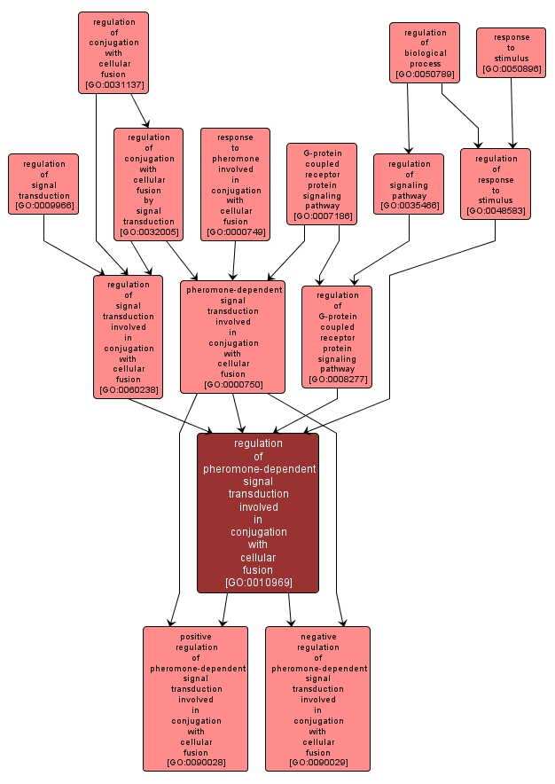 GO:0010969 - regulation of pheromone-dependent signal transduction involved in conjugation with cellular fusion (interactive image map)