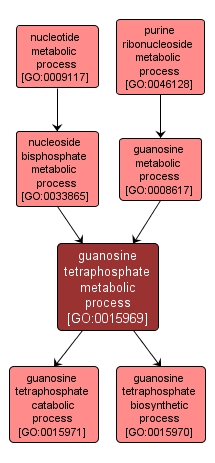 GO:0015969 - guanosine tetraphosphate metabolic process (interactive image map)
