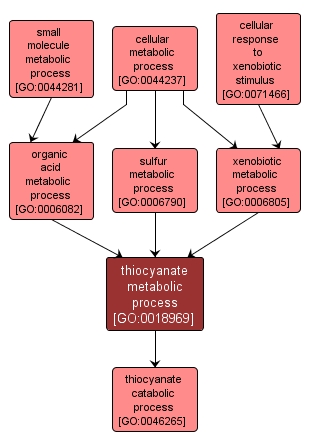 GO:0018969 - thiocyanate metabolic process (interactive image map)
