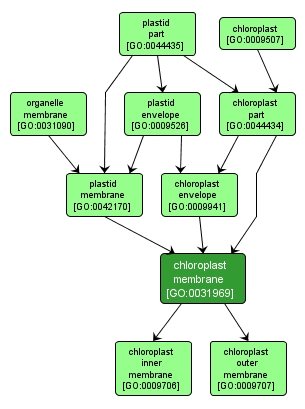 GO:0031969 - chloroplast membrane (interactive image map)