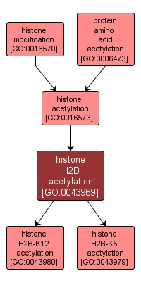 GO:0043969 - histone H2B acetylation (interactive image map)