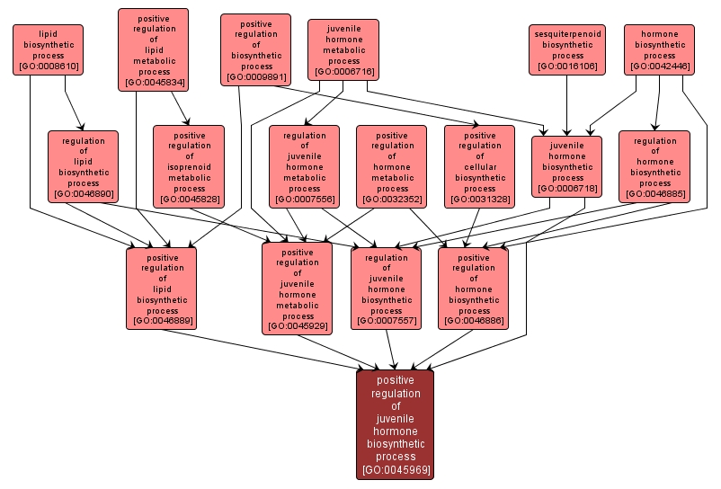 GO:0045969 - positive regulation of juvenile hormone biosynthetic process (interactive image map)