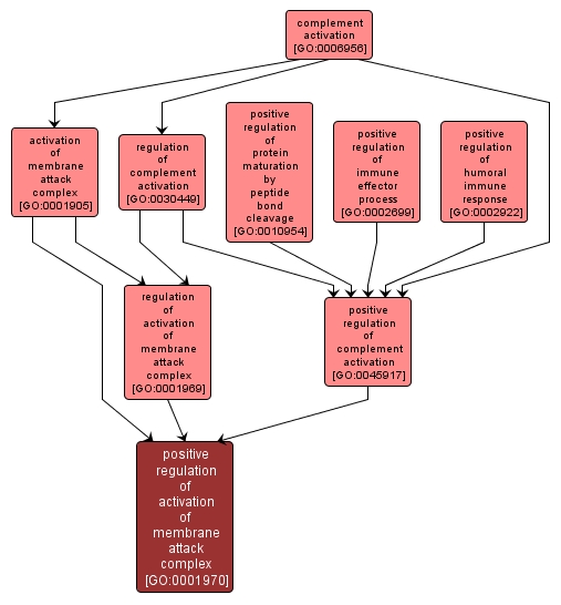 GO:0001970 - positive regulation of activation of membrane attack complex (interactive image map)