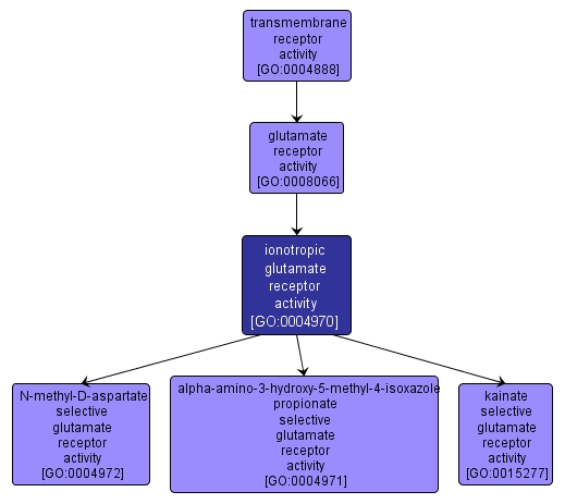 GO:0004970 - ionotropic glutamate receptor activity (interactive image map)