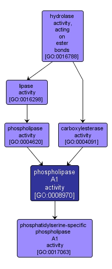 GO:0008970 - phospholipase A1 activity (interactive image map)