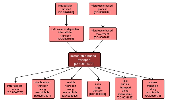 GO:0010970 - microtubule-based transport (interactive image map)