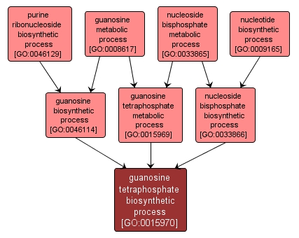 GO:0015970 - guanosine tetraphosphate biosynthetic process (interactive image map)