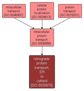 GO:0030970 - retrograde protein transport, ER to cytosol (interactive image map)