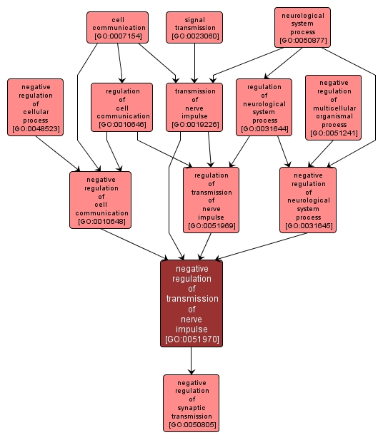 GO:0051970 - negative regulation of transmission of nerve impulse (interactive image map)