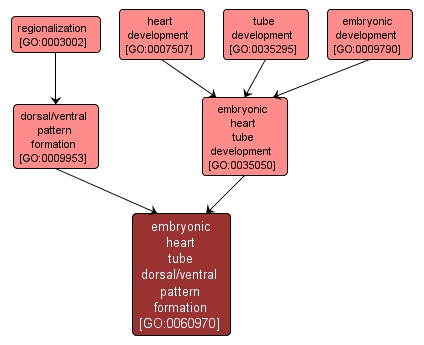GO:0060970 - embryonic heart tube dorsal/ventral pattern formation (interactive image map)