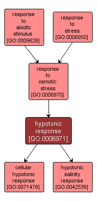 GO:0006971 - hypotonic response (interactive image map)