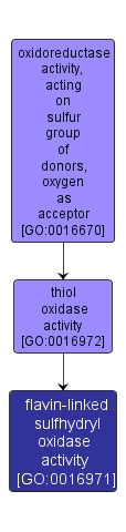 GO:0016971 - flavin-linked sulfhydryl oxidase activity (interactive image map)