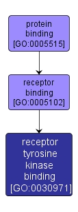 GO:0030971 - receptor tyrosine kinase binding (interactive image map)