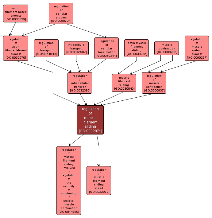 GO:0032971 - regulation of muscle filament sliding (interactive image map)