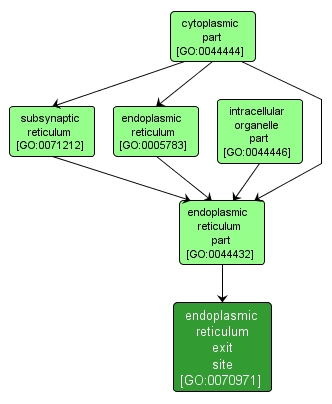 GO:0070971 - endoplasmic reticulum exit site (interactive image map)