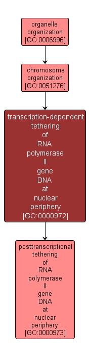 GO:0000972 - transcription-dependent tethering of RNA polymerase II gene DNA at nuclear periphery (interactive image map)