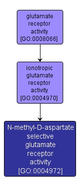 GO:0004972 - N-methyl-D-aspartate selective glutamate receptor activity (interactive image map)