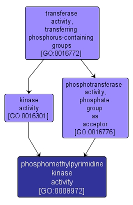 GO:0008972 - phosphomethylpyrimidine kinase activity (interactive image map)