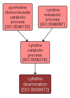GO:0009972 - cytidine deamination (interactive image map)