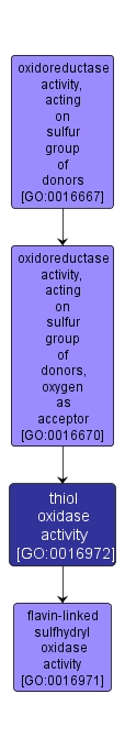 GO:0016972 - thiol oxidase activity (interactive image map)