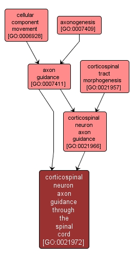 GO:0021972 - corticospinal neuron axon guidance through the spinal cord (interactive image map)