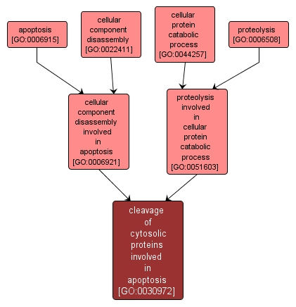 GO:0030972 - cleavage of cytosolic proteins involved in apoptosis (interactive image map)