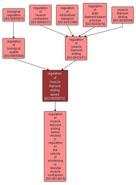 GO:0032972 - regulation of muscle filament sliding speed (interactive image map)