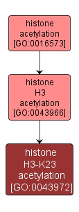 GO:0043972 - histone H3-K23 acetylation (interactive image map)