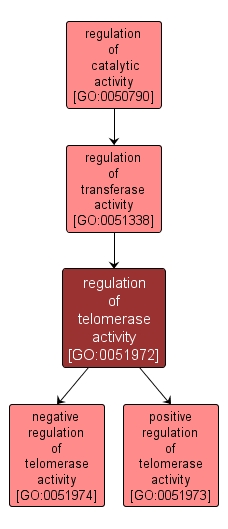 GO:0051972 - regulation of telomerase activity (interactive image map)