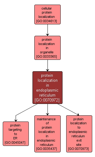 GO:0070972 - protein localization in endoplasmic reticulum (interactive image map)