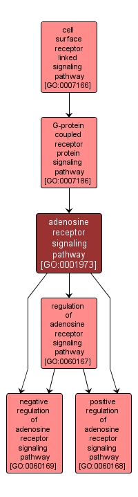 GO:0001973 - adenosine receptor signaling pathway (interactive image map)
