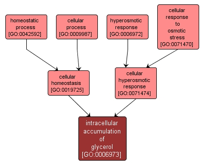 GO:0006973 - intracellular accumulation of glycerol (interactive image map)