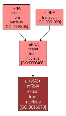 GO:0016973 - poly(A)+ mRNA export from nucleus (interactive image map)