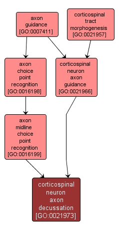 GO:0021973 - corticospinal neuron axon decussation (interactive image map)