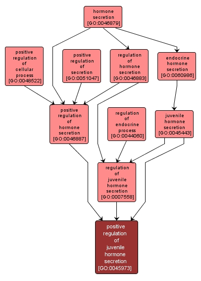 GO:0045973 - positive regulation of juvenile hormone secretion (interactive image map)
