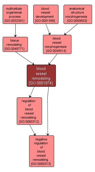 GO:0001974 - blood vessel remodeling (interactive image map)