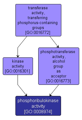 GO:0008974 - phosphoribulokinase activity (interactive image map)