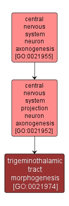 GO:0021974 - trigeminothalamic tract morphogenesis (interactive image map)