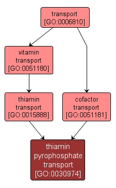 GO:0030974 - thiamin pyrophosphate transport (interactive image map)