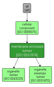 GO:0031974 - membrane-enclosed lumen (interactive image map)