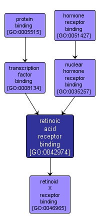 GO:0042974 - retinoic acid receptor binding (interactive image map)