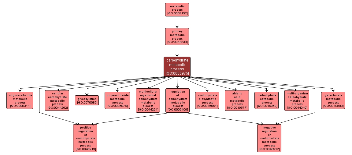 GO:0005975 - carbohydrate metabolic process (interactive image map)