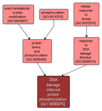 GO:0006975 - DNA damage induced protein phosphorylation (interactive image map)