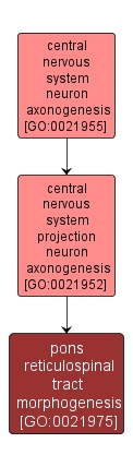 GO:0021975 - pons reticulospinal tract morphogenesis (interactive image map)