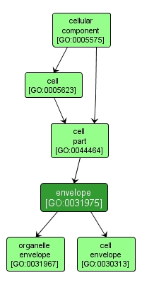 GO:0031975 - envelope (interactive image map)