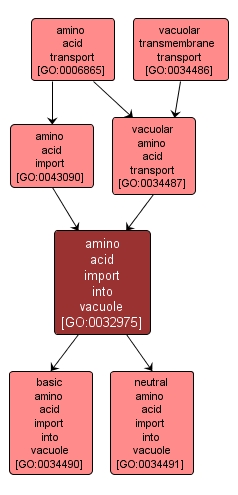 GO:0032975 - amino acid import into vacuole (interactive image map)